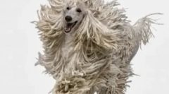 Cord poodle: fads genetike ali lastnikov?